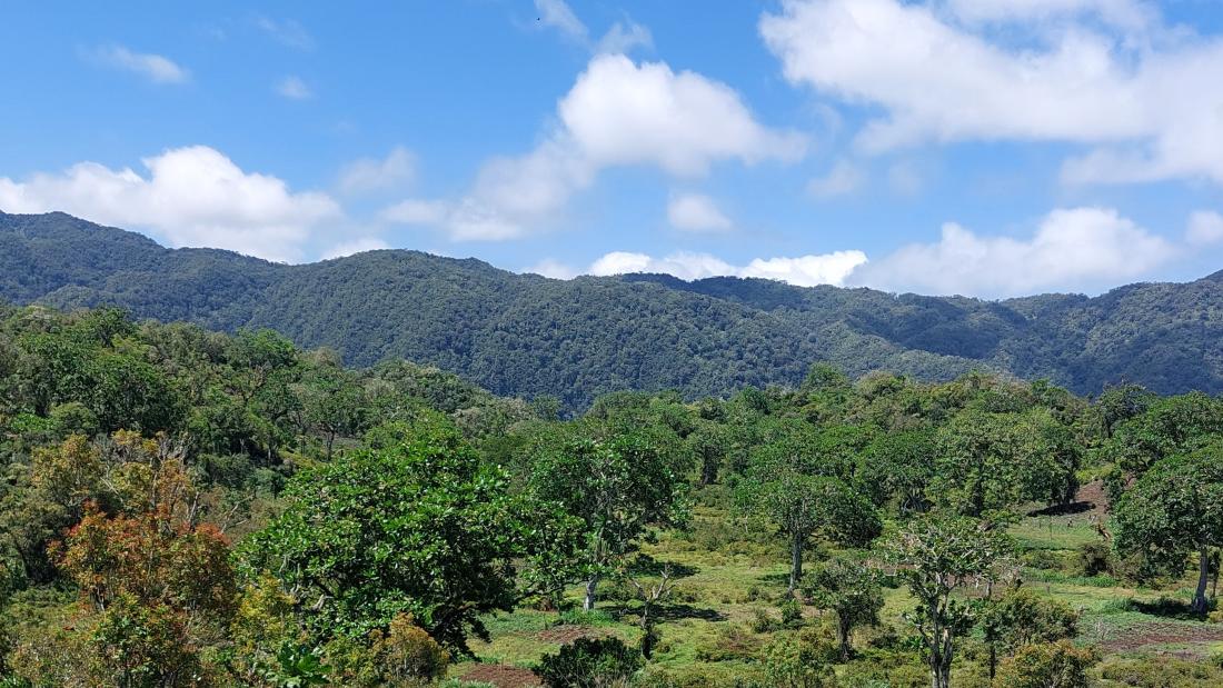 Banner image of a mountainous forest in Comoros