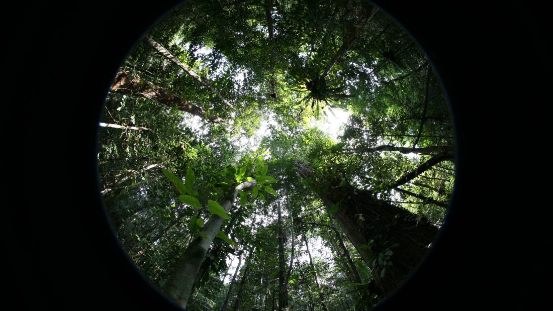 Hemispherical photo of forest canopy