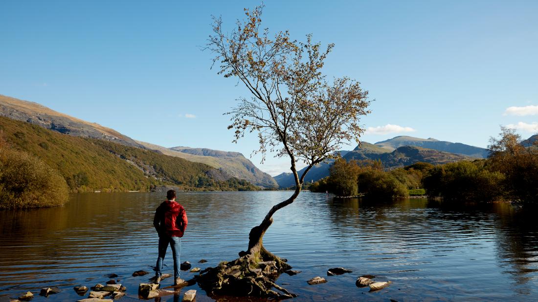 person standing on the shore of a lake with a tree in the foreground