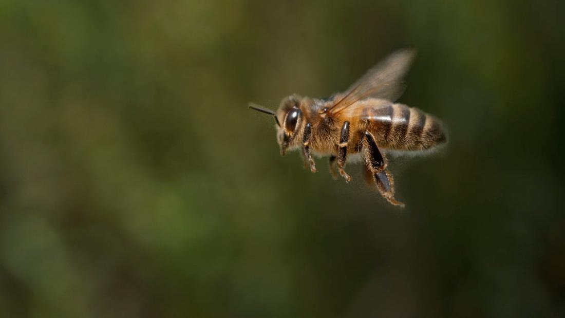 Picture of a bee