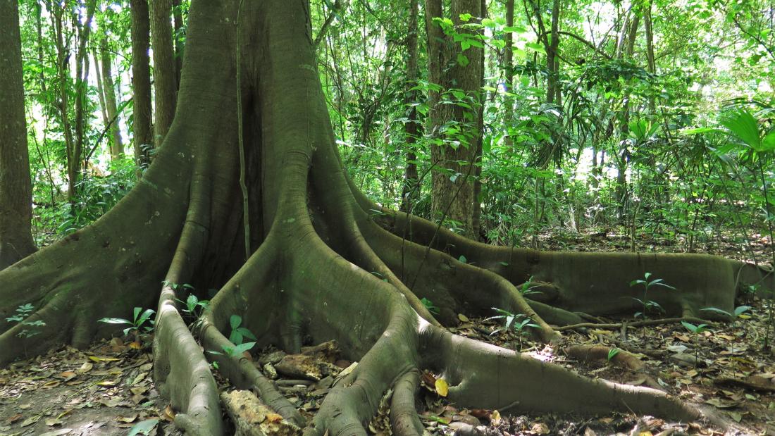 Rainforest tree roots spreading across ground