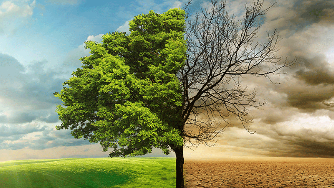 Plocc header, image of tree, grass and clouds