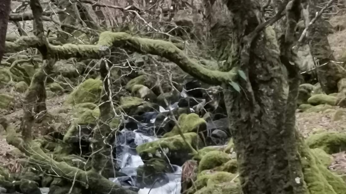 twisted tree branches