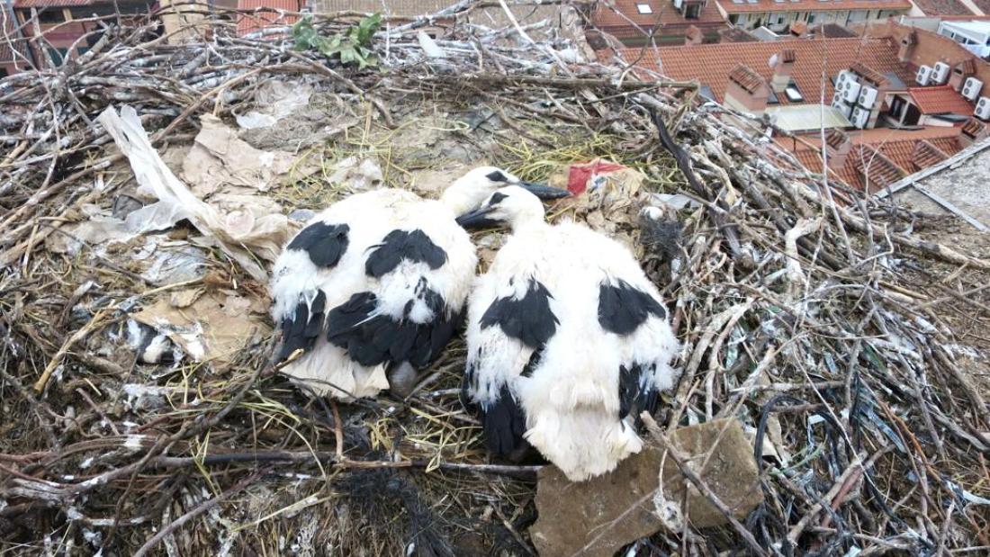  two white storks sit on a nest