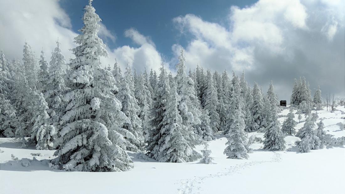 Conifer trees in the snow against blue sky