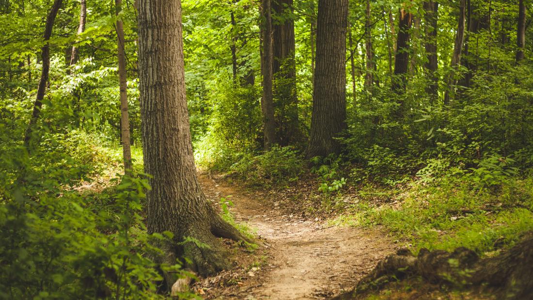 Image of footpath through woods