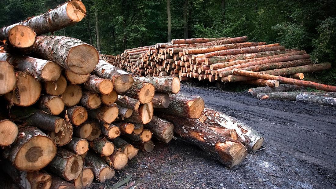 Cut logs in a forest