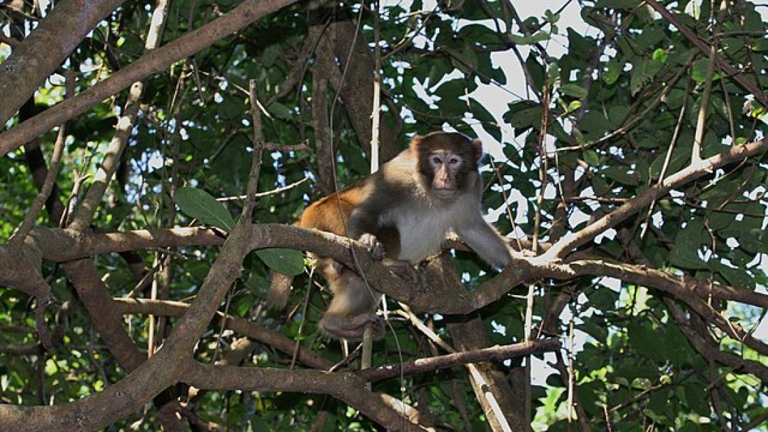 A rhesus Macacue monkey sits in a tree looking down