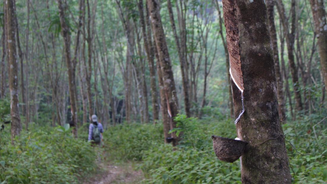 Gwelir person mewn  planhigfa coed rwber, sydd yn cael eu 'tapio' i hel y sudd rwber. persn seen in a rubber tree plantation being tapped for rubber.