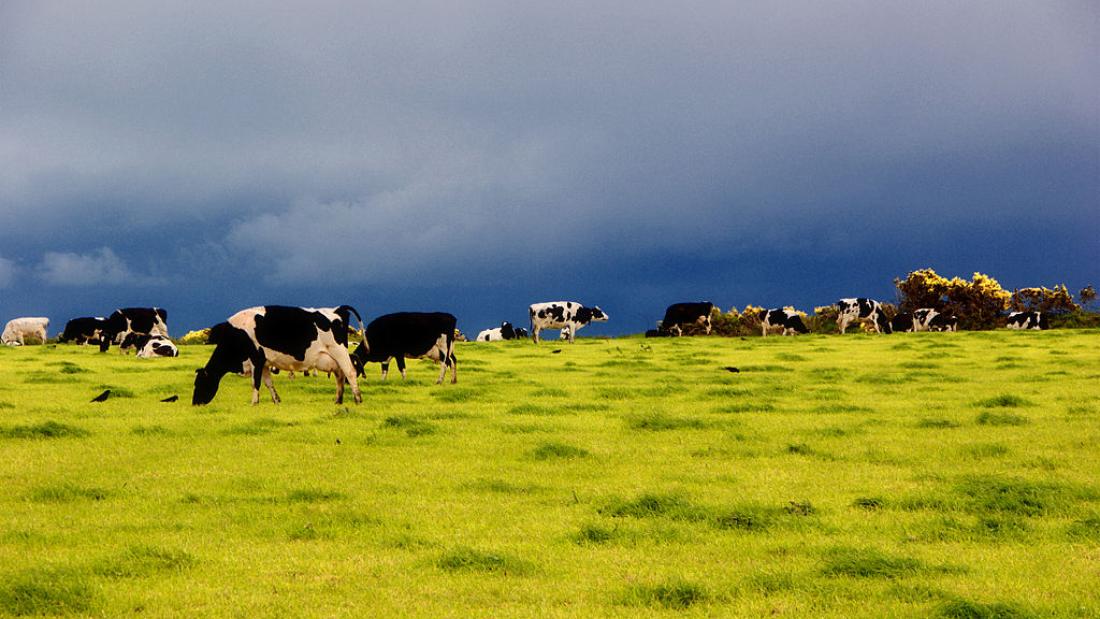  Dairy cows in a light green field with dark  stormy sky above