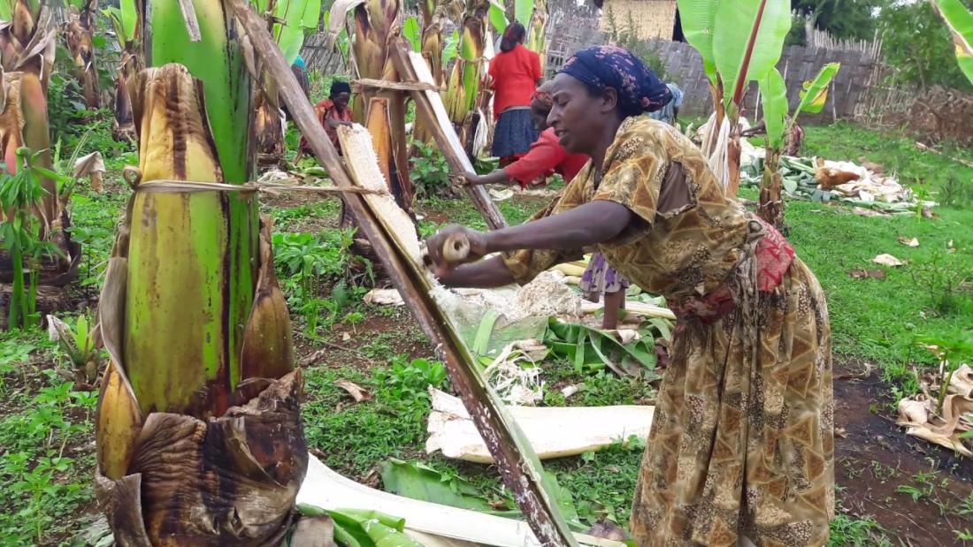 A person harvesting enset