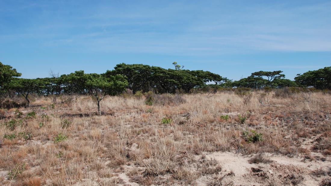 grassland and scub with distant trees