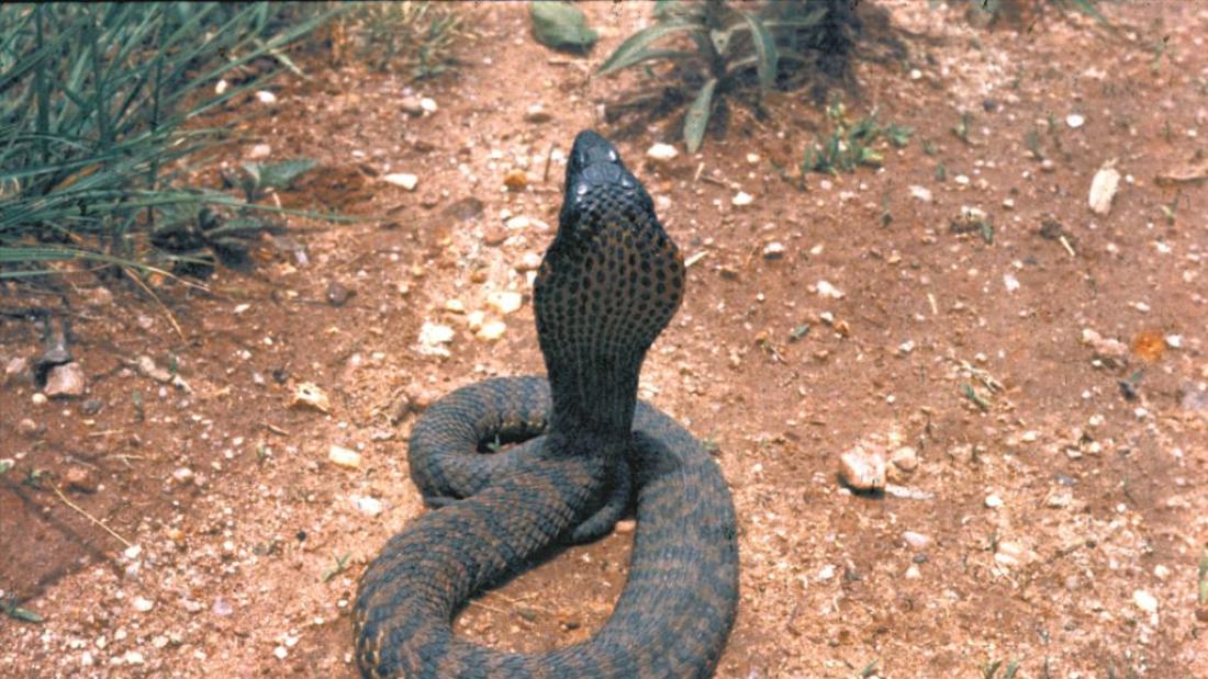 cobra-like snake rearing- seen from the back