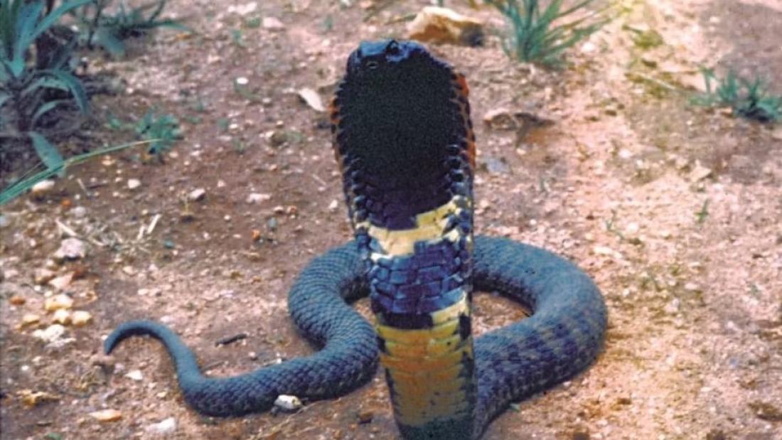 a cobra-like snake rises it's head