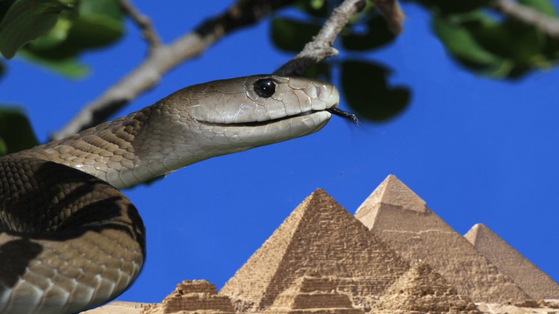 a mamba snake in the foreground with pyramids in the background