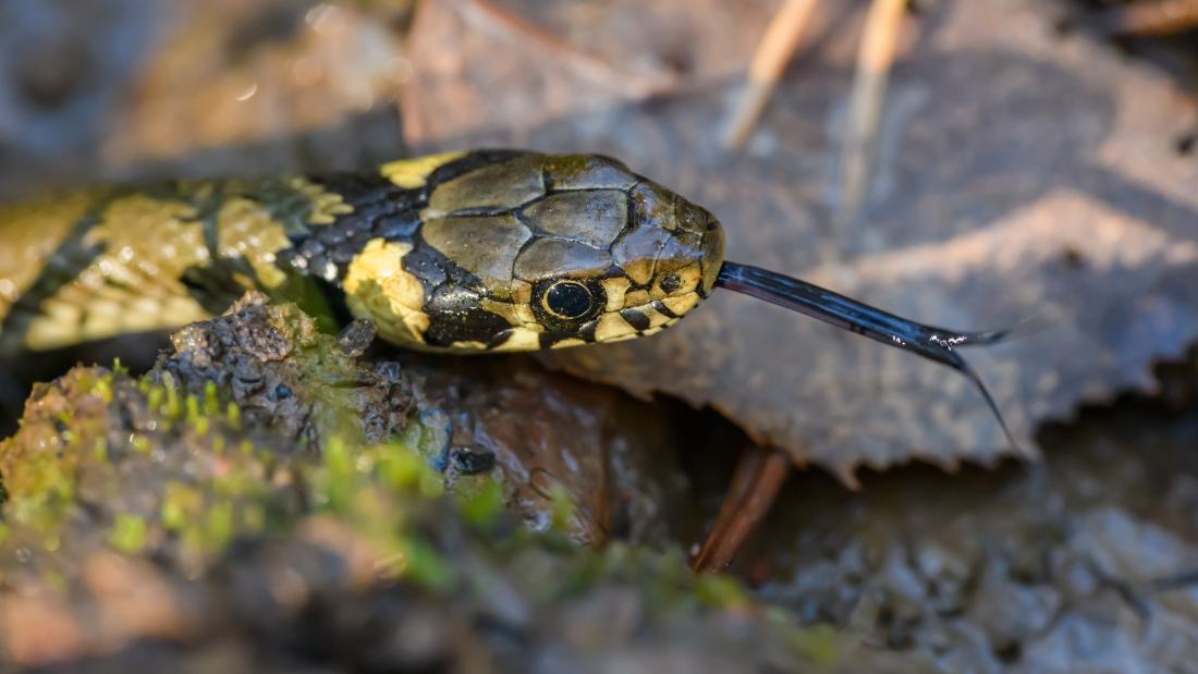 Close up of Snake Head