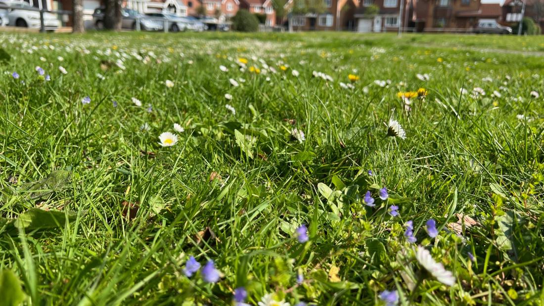  wildflowers dot the grass- ground level image.