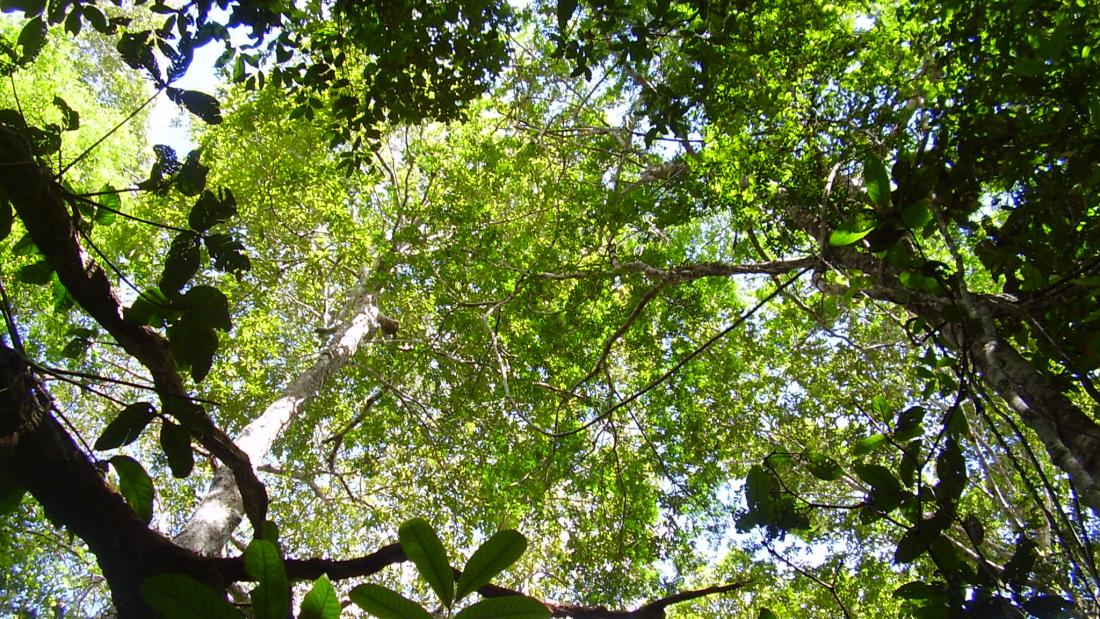 Canopy of old-growth forest in the Peruvian Amazon