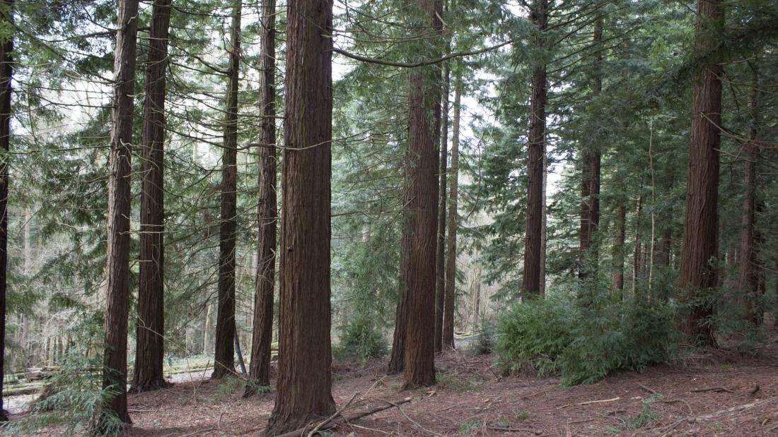 Fir forest or woodland