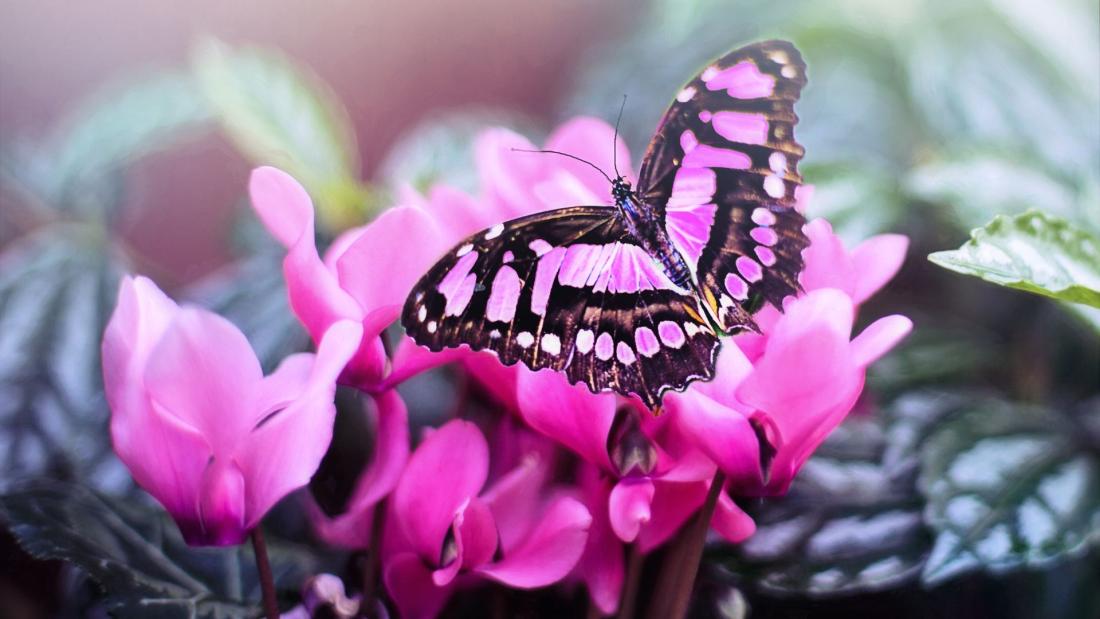 Butterfly Glöyn byw