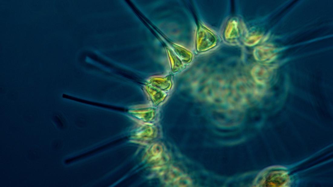 Glowing spiral of greeny yellow plankton 