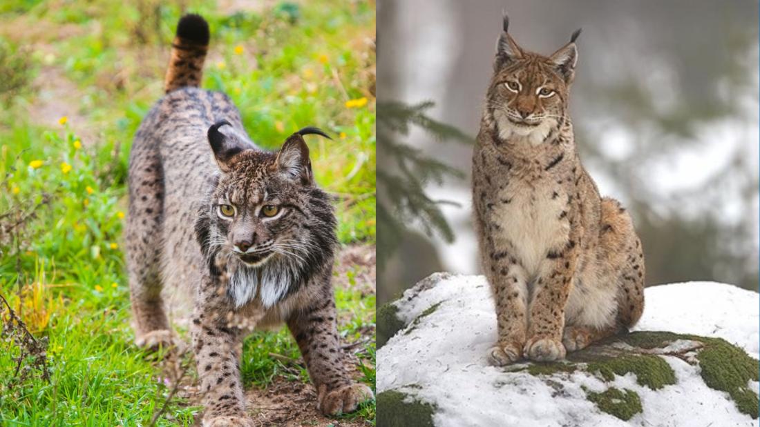 two images of an Iberian lynx ad Eurasian lynx