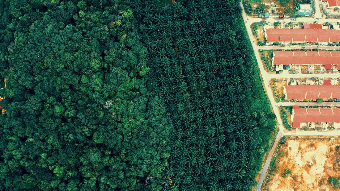 Aerial photo of oil palm plantation bordering a red-roofed buildings