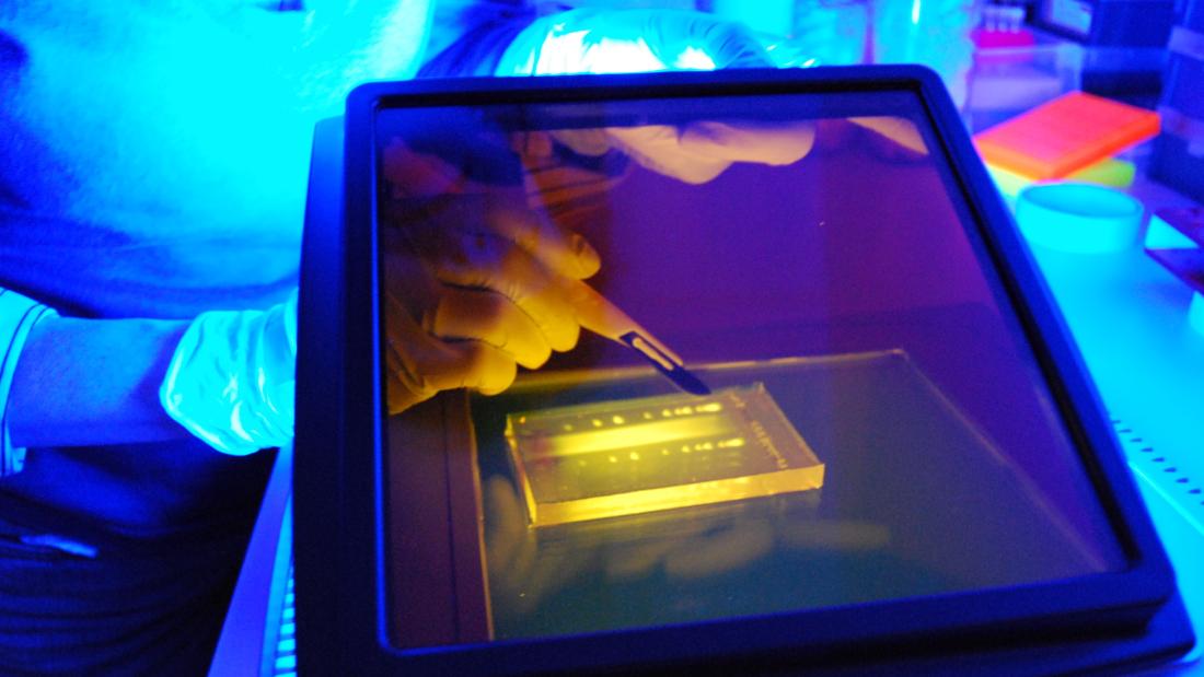 Person working in a biotechnology lab