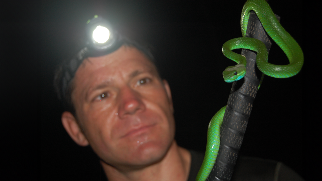 Person (Steve Backshall) examining a snake on a stick