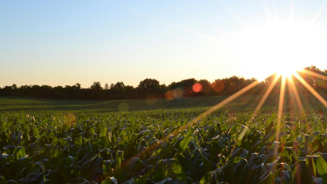 Image of a field of crops