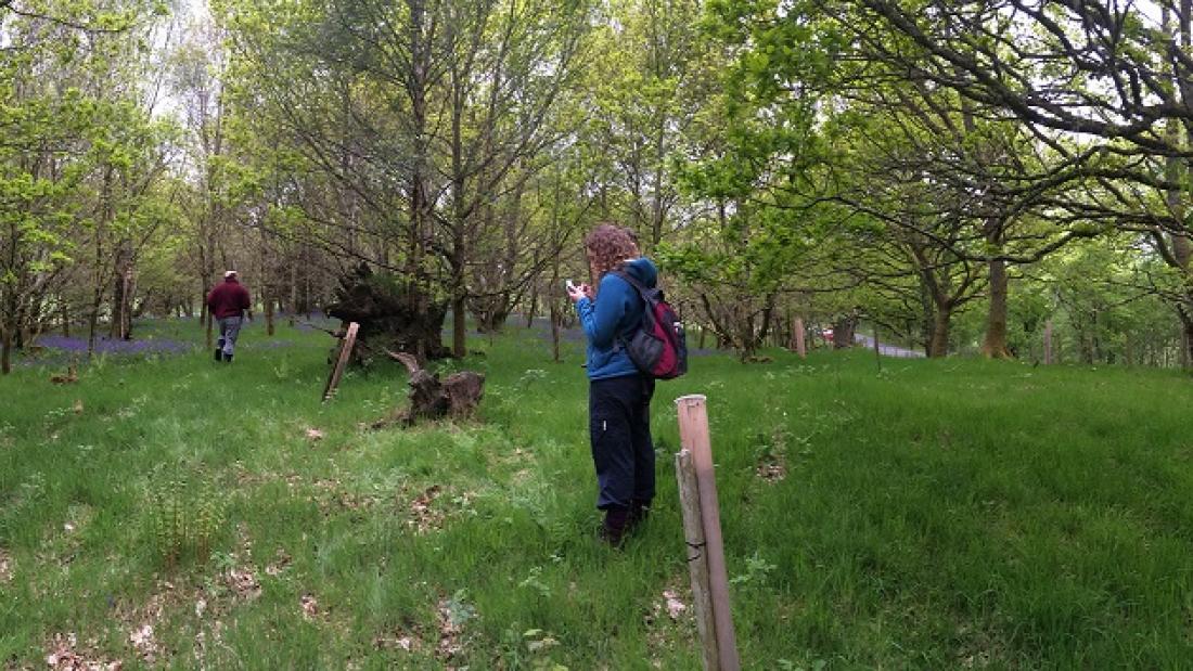  wide angle image of woodland