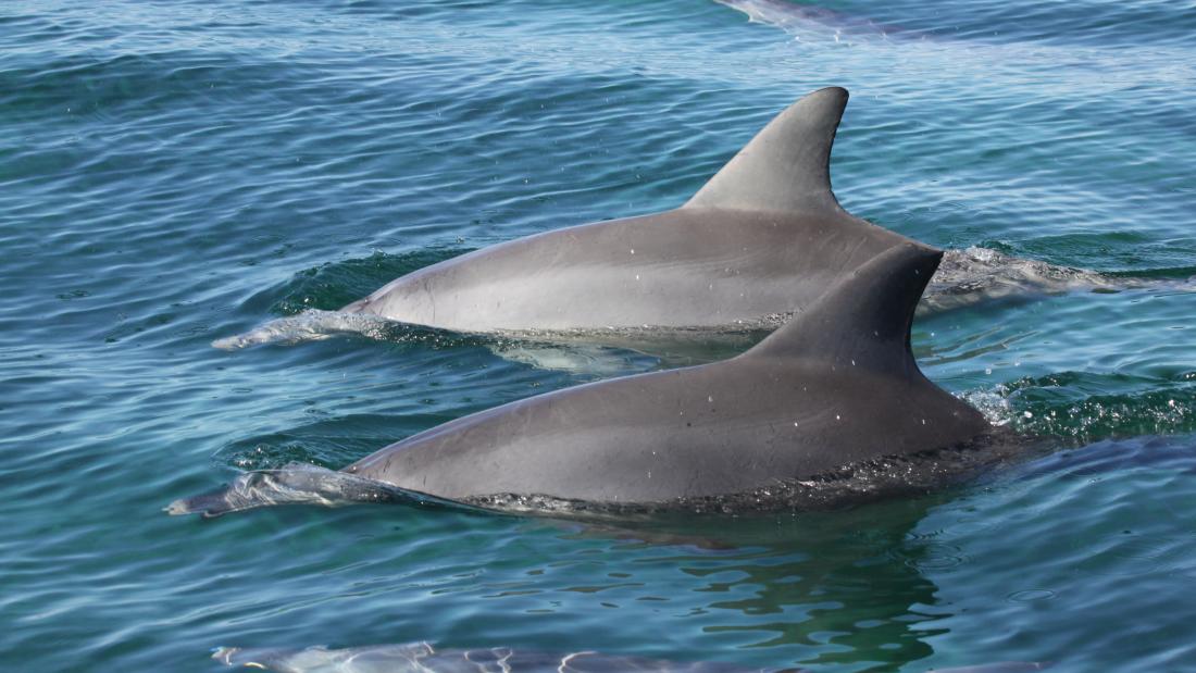 two dolphins break sea surface in close proximity