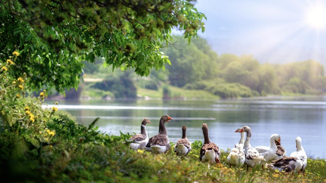 Greulag geese seen on bank of lake