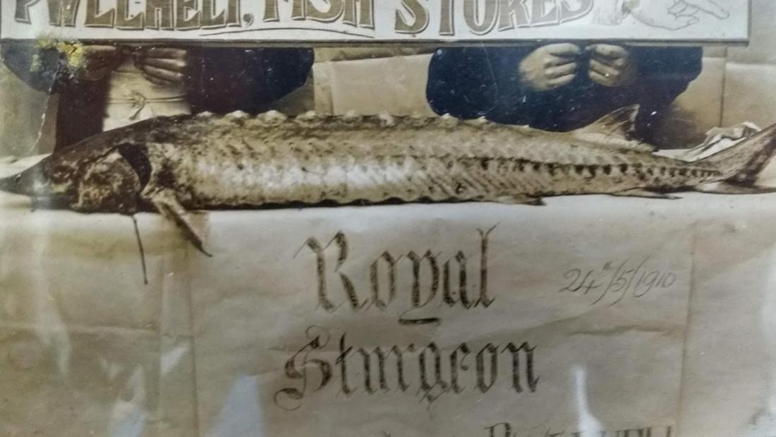 Image of an old black and white photograph of a large fish on a table with words Pwllheli Fish Stores