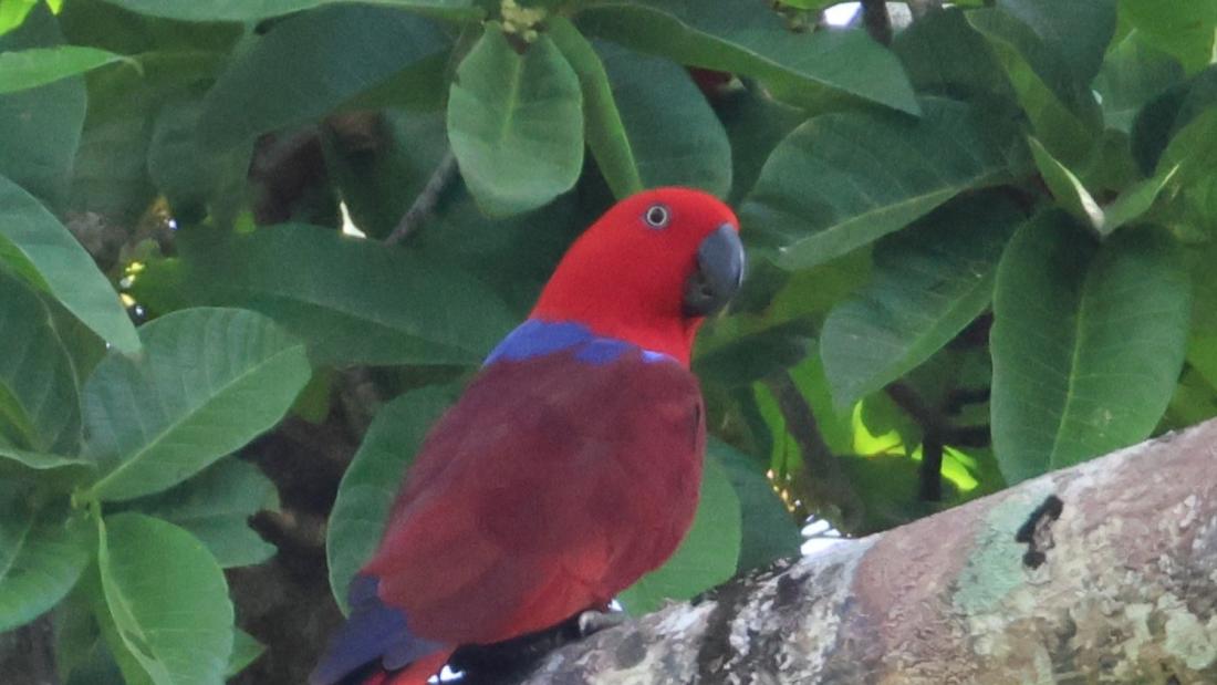 A blue and red eclectus parrot in a tree with a green leafy background