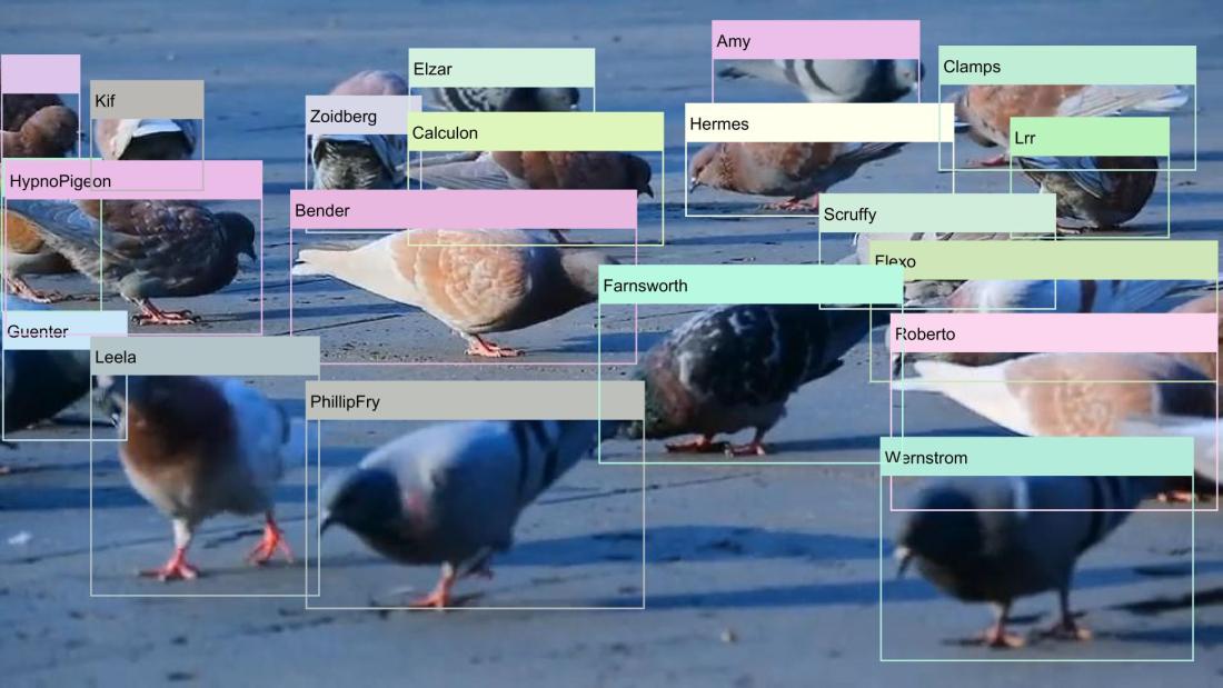 Picture of pigeons, that have been labelled with bounding boxes, used for analysis in the research