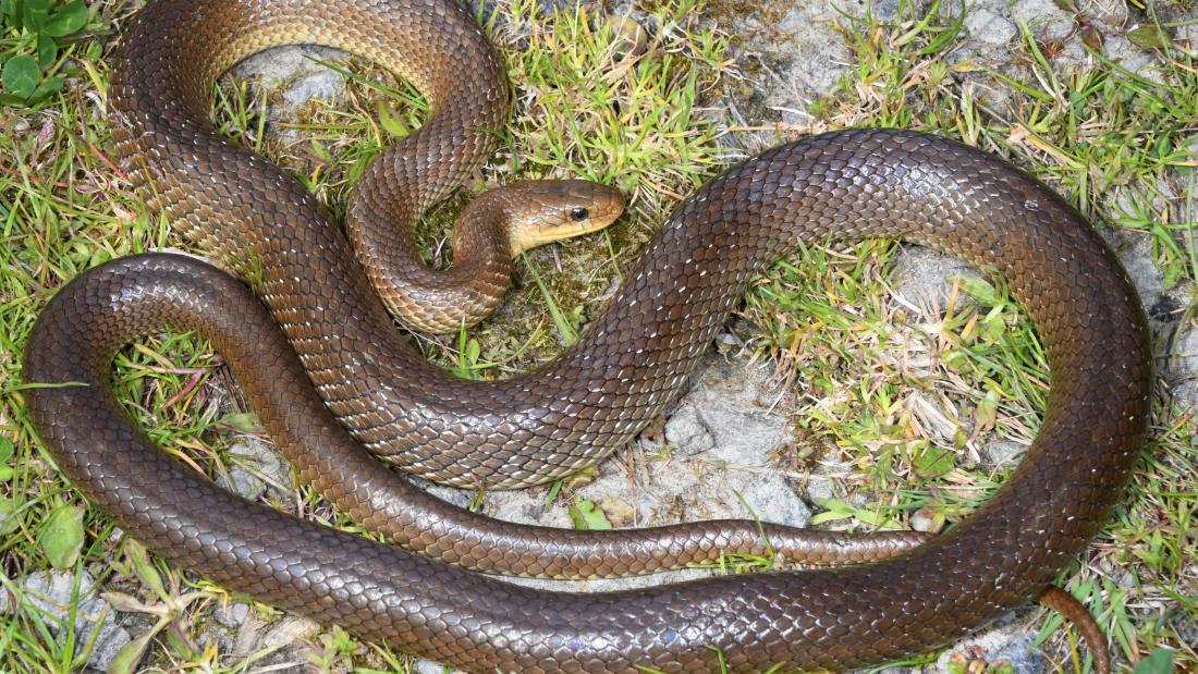 Aesculapian snake
