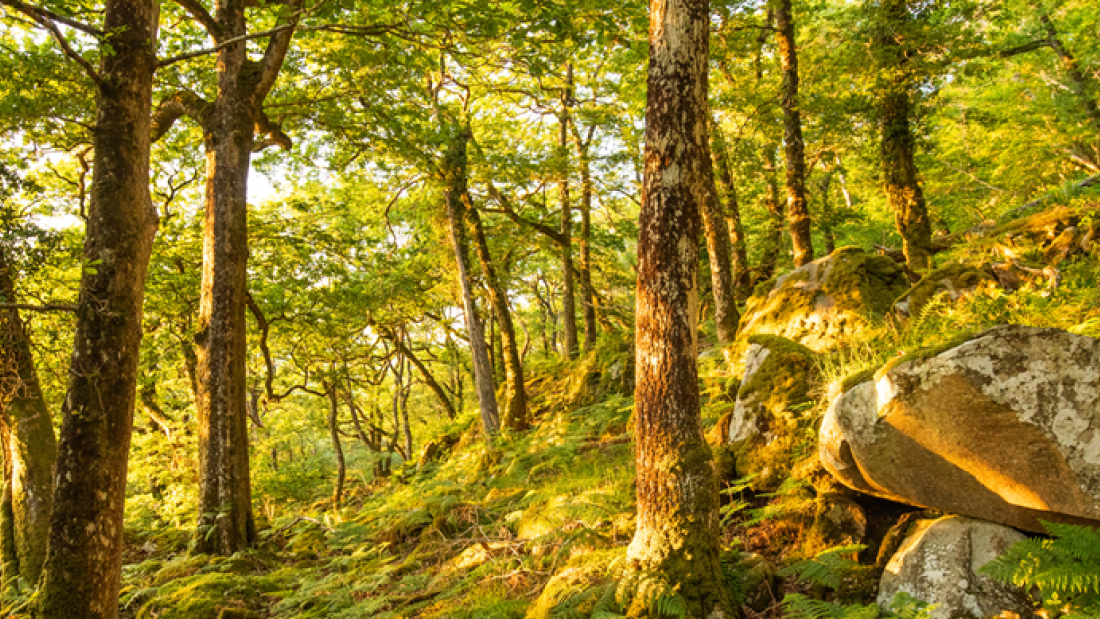 Welsh ancient woodland with dappled sunlight