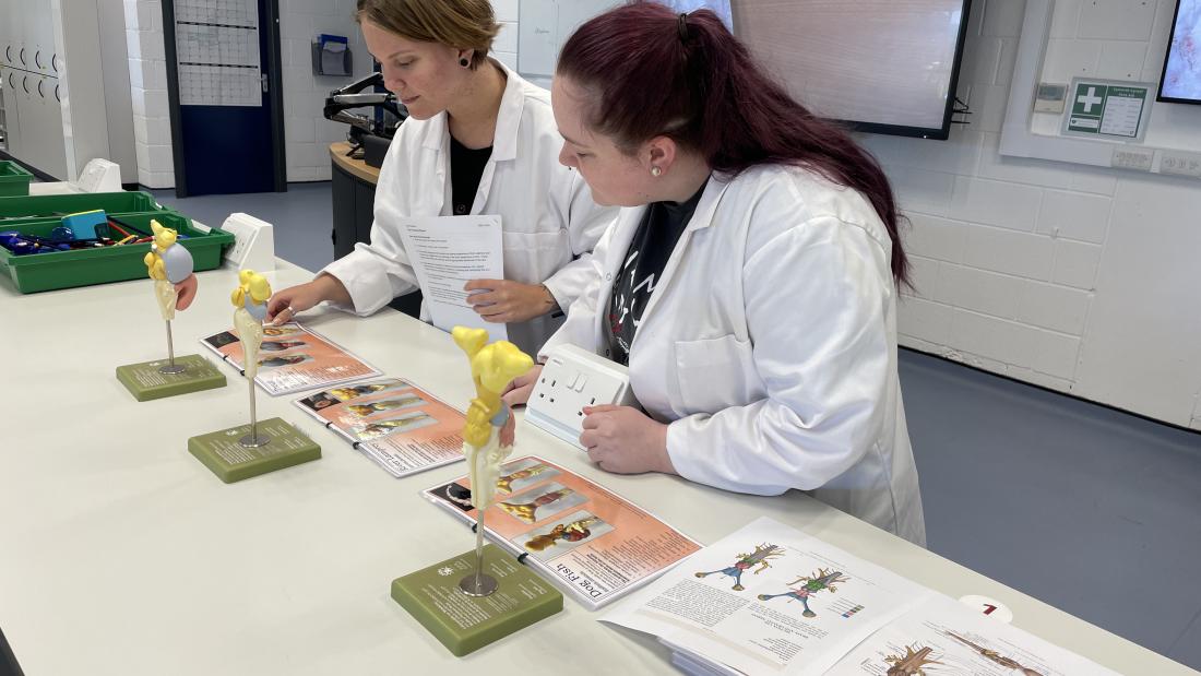 anatomical models