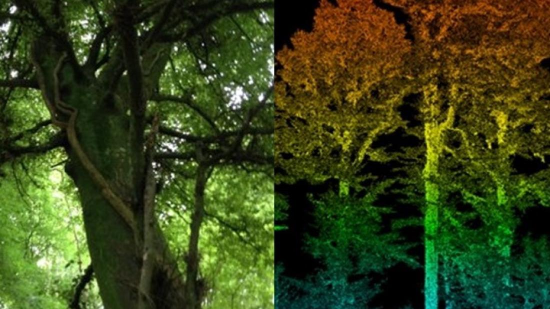 close up of trees in a woodland