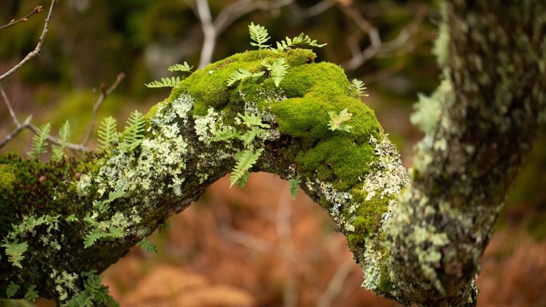 Close up of ferns, moss, and lichen, on a tree branch
