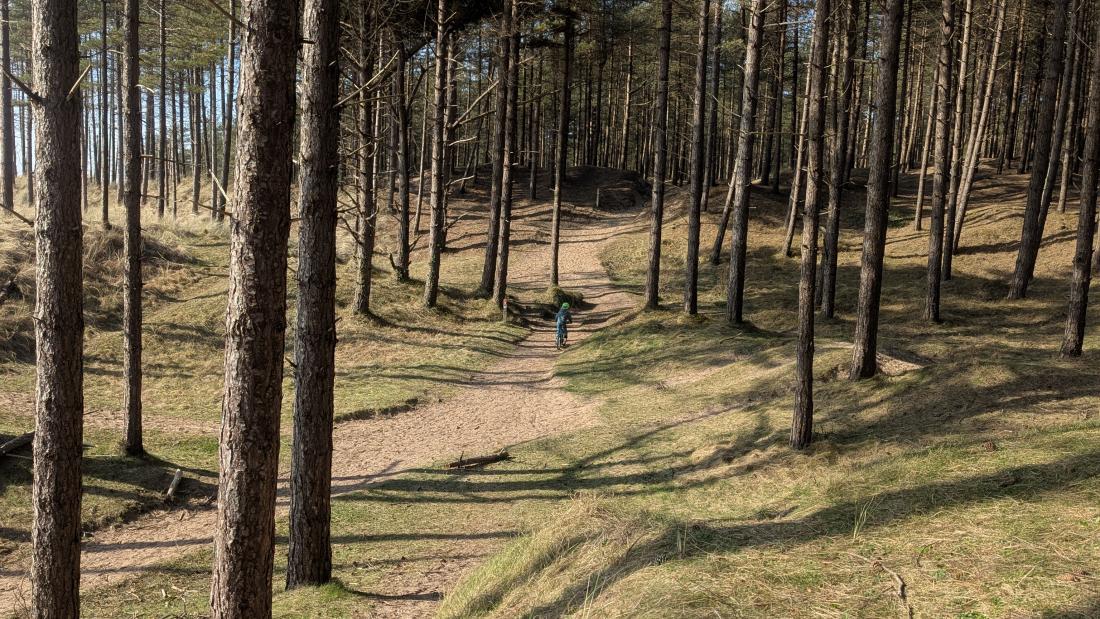 Plantation forest on sand dunes, blue sky and sunshine