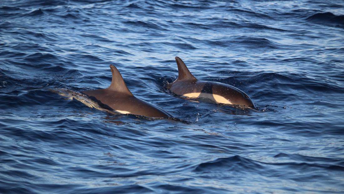 Two common dolphins in the sea