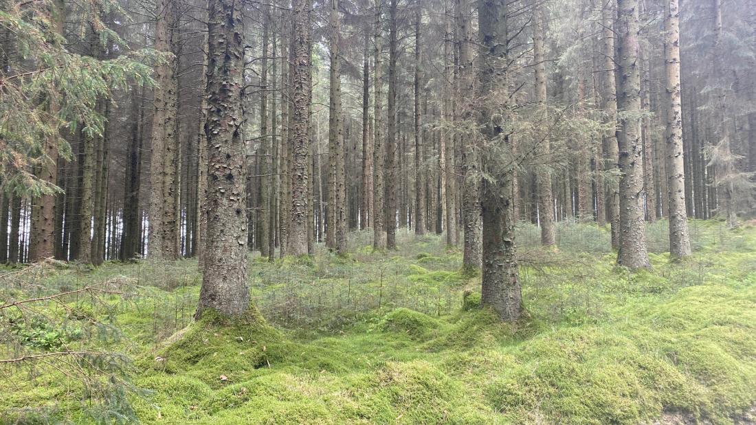 Harvesting sustainably grown wood from Welsh conifer forest