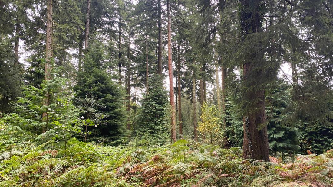 Harvesting sustainably grown wood from Welsh conifer forest
