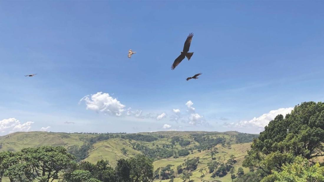 red kite flying in the sky