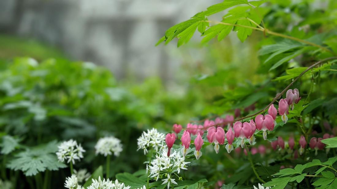white and pink woodland flowers