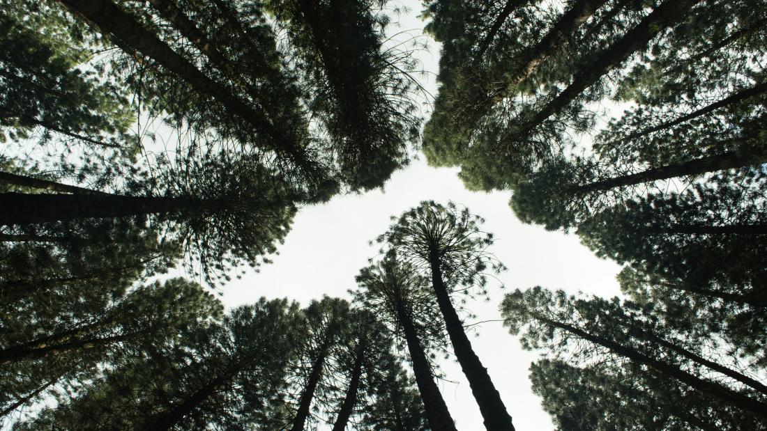 Picture of trees seen from under