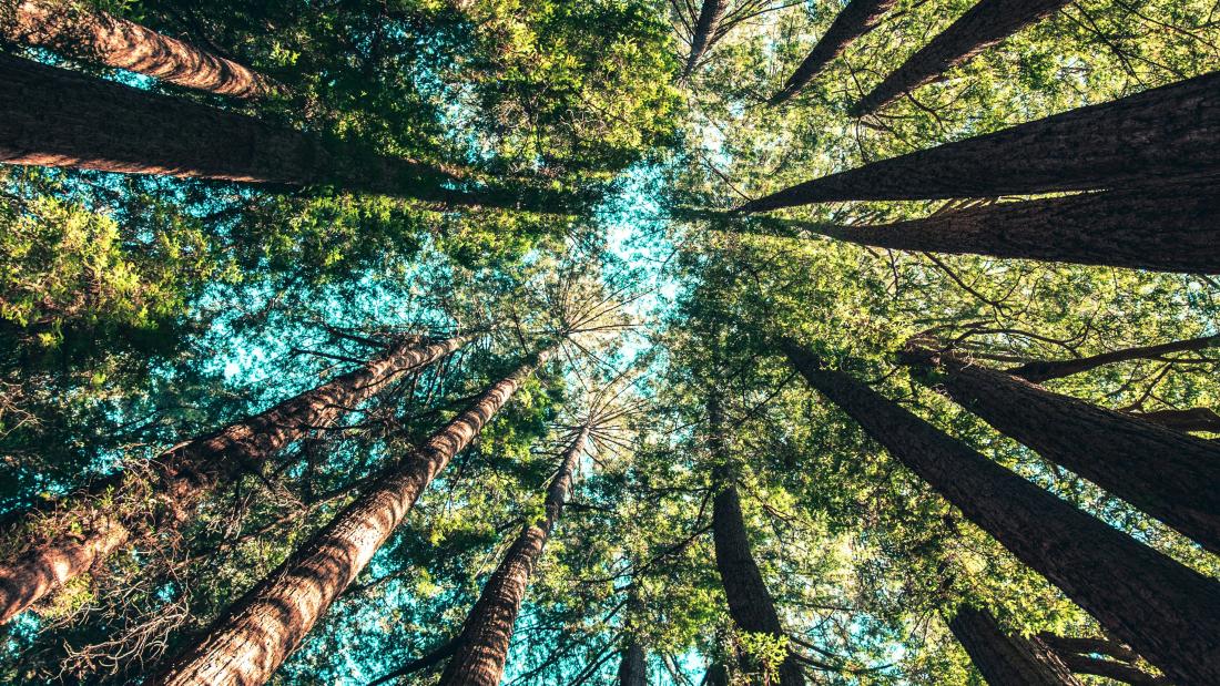 Picture from trees seen from below