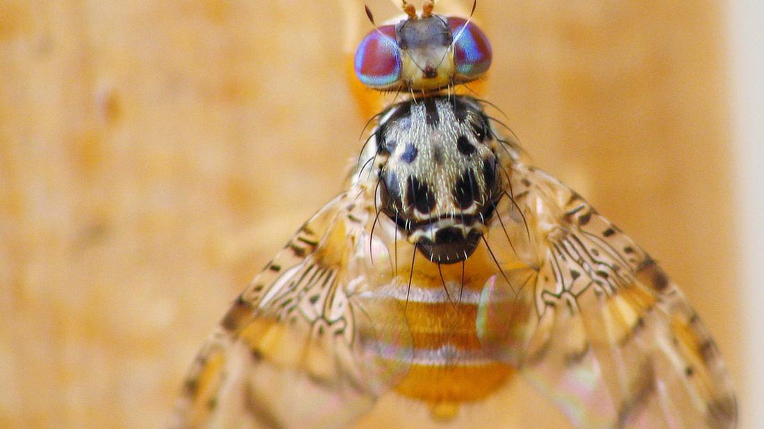 Ceratitis capitata fly 